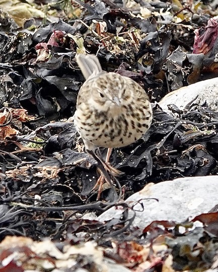 meadow pipit